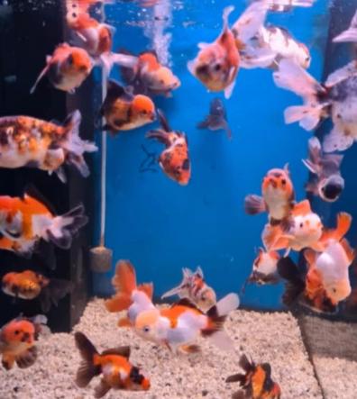 Handpick Oranda, Rozentail Goudvis 8 /10 cm- Koidreams, Vis, Zoetwatervis