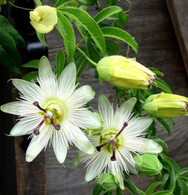 Passiebloem (Passiflora) - Prachtige Klimplant zaden, Tuin en Terras, Planten | Tuinplanten, Vaste plant, Klimplanten, Volle zon