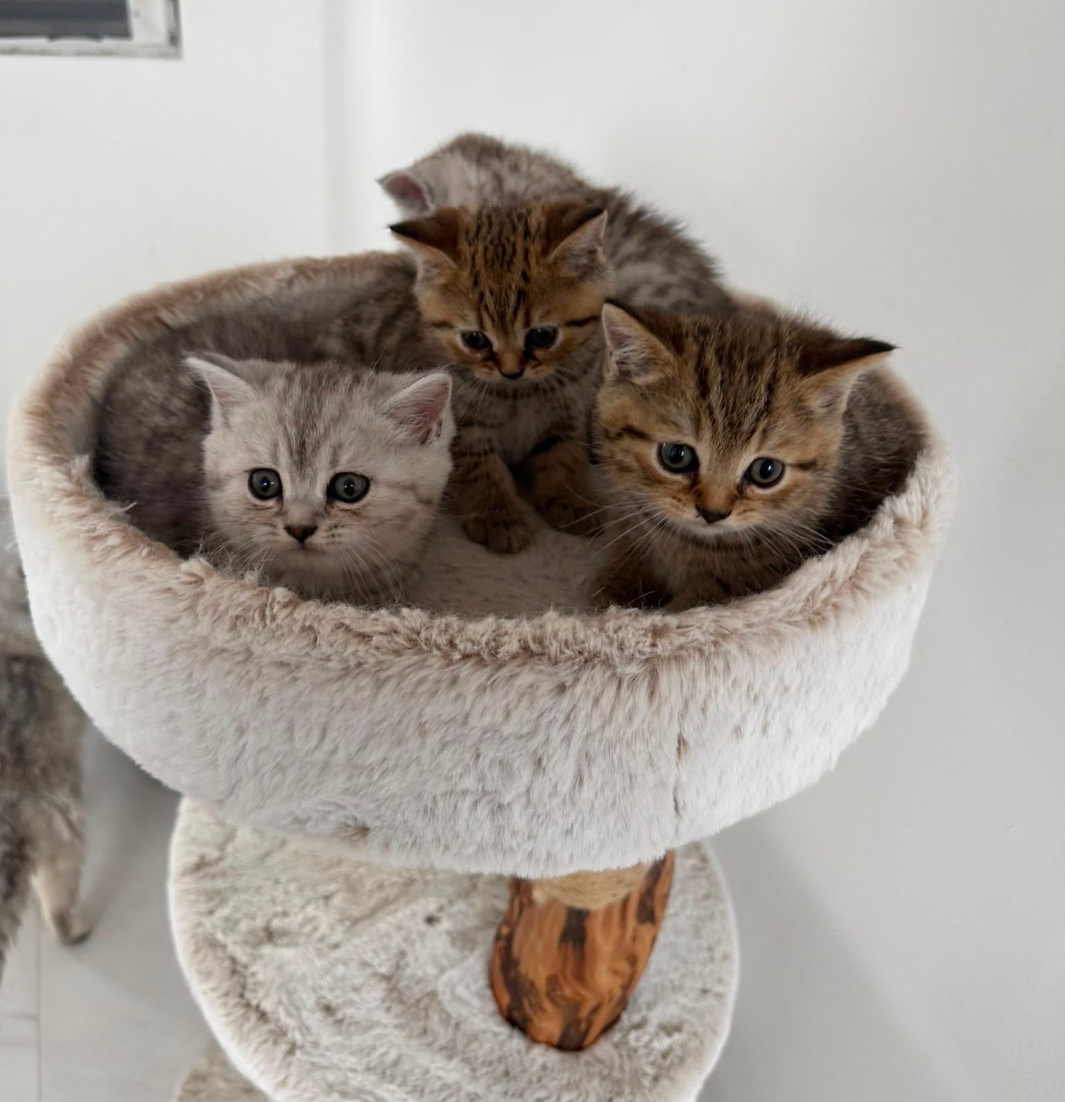 Brits korthaar kittens, Meerdere dieren, Ontwormd