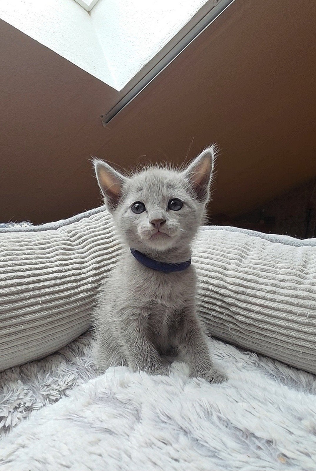 Blauwe Rus Kittens met Stammbom, Dieren en Toebehoren, Katten en Kittens | Raskatten | Korthaar, Meerdere dieren, Met stamboom