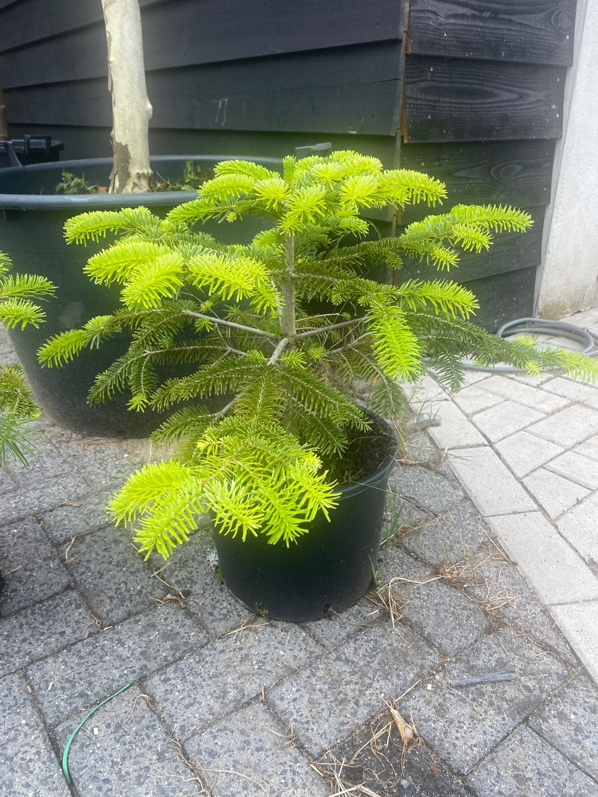 Nortman tuin boom groen blijvend €24,99 pst, Ophalen of Verzenden, Overige soorten, Volle zon