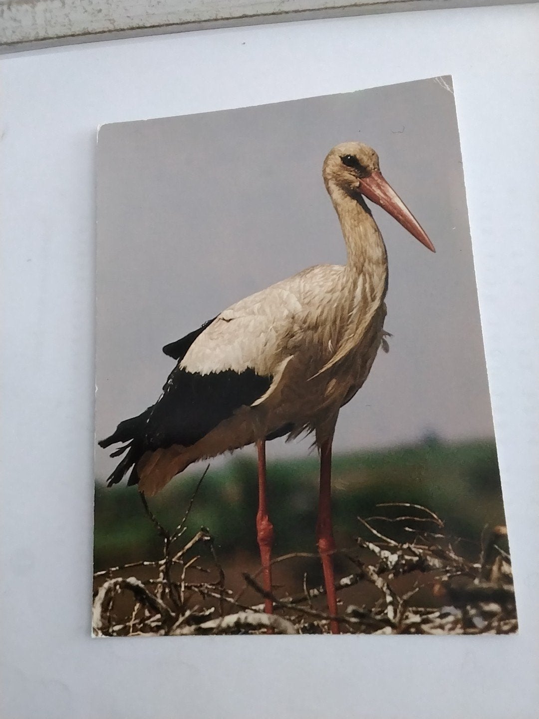 Oude Ansichtkaart Ooievaar - Vogelbescherming, Verzamelen, Ophalen of Verzenden, 1960 tot 1980, Ongelopen