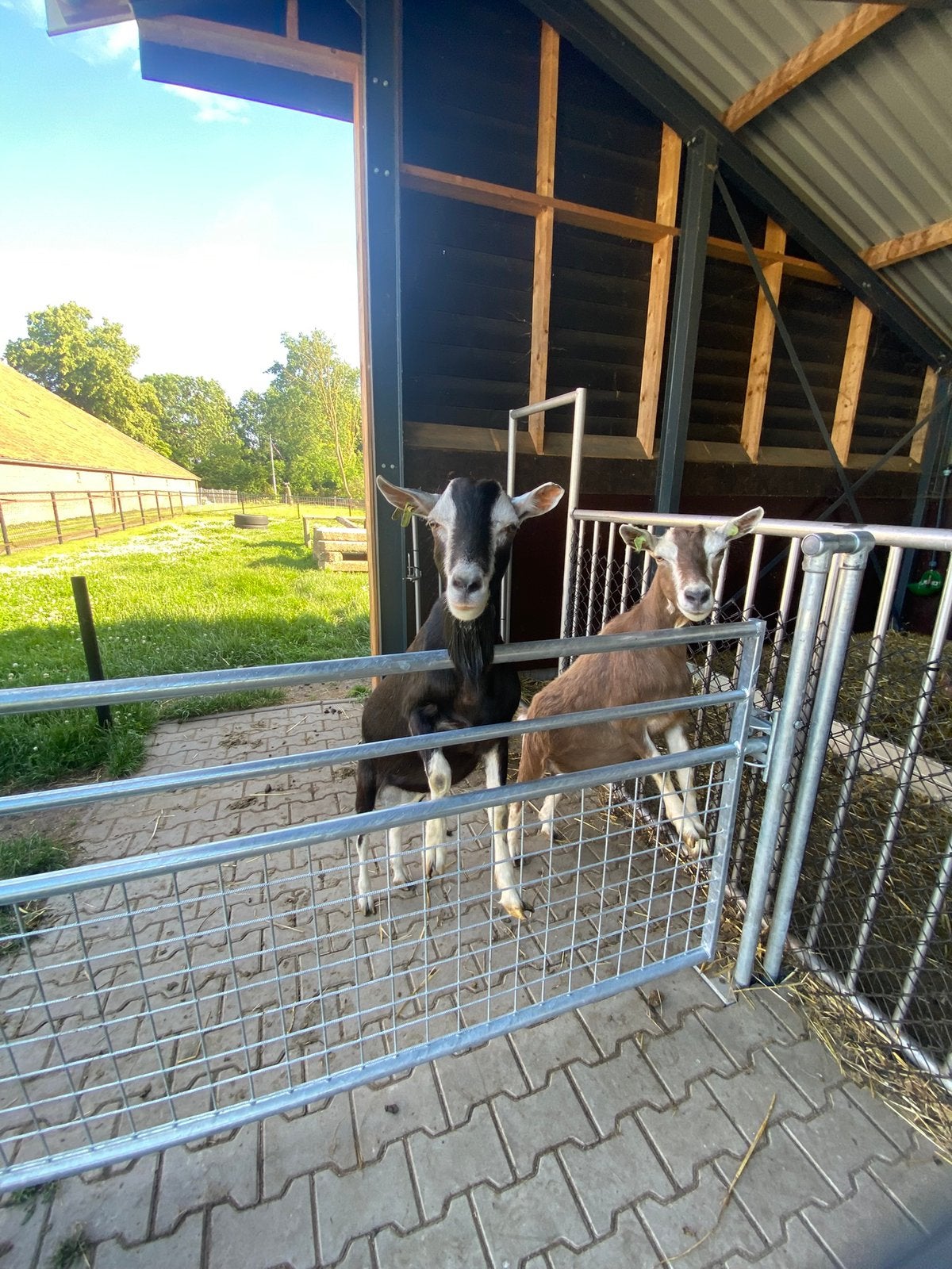 Toggenburger bok ter dekking aangeboden, Dieren en Toebehoren