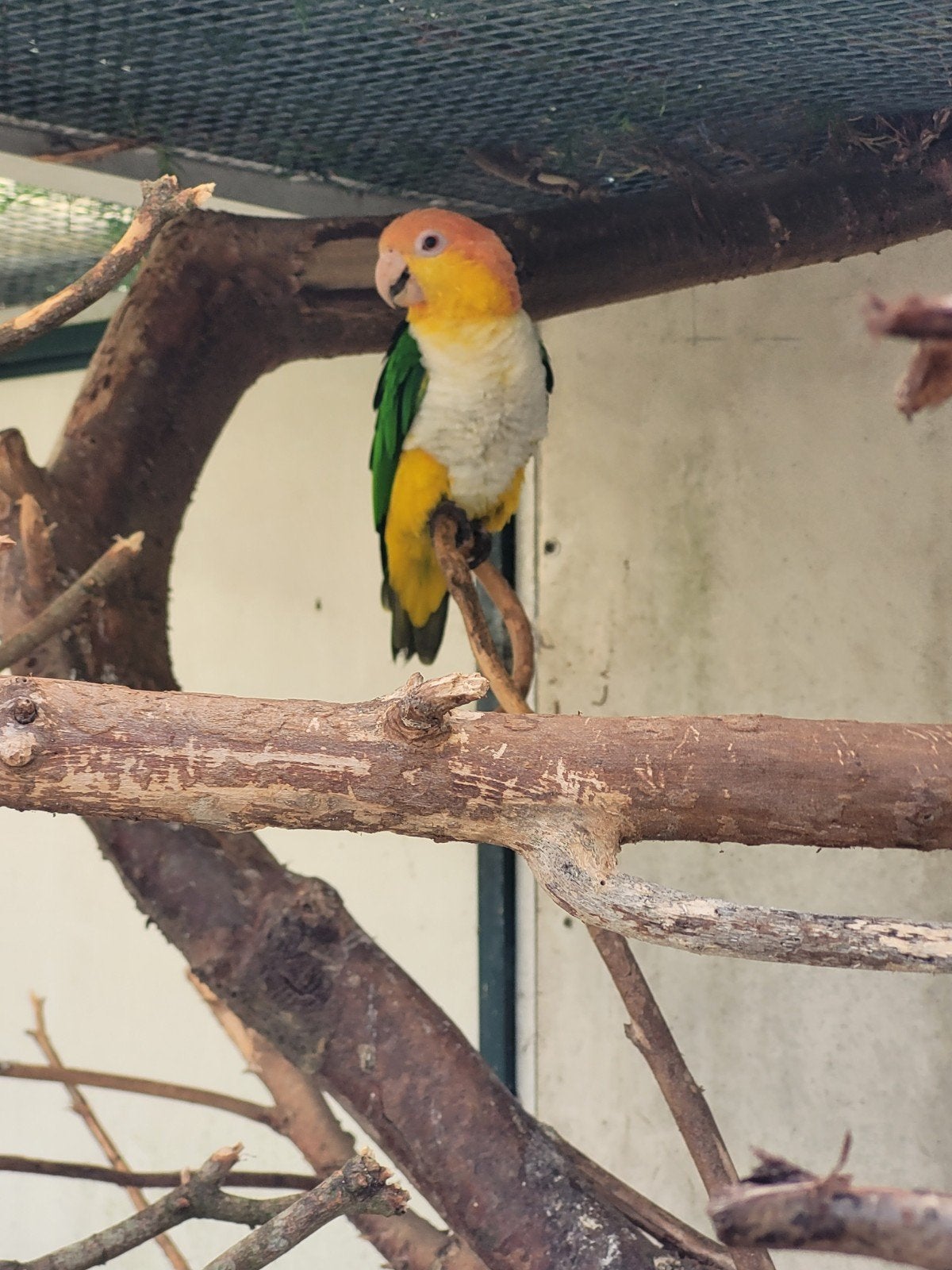 GEZOCHT  Caique Pop., Dieren en Toebehoren, Vogels | Parkieten en Papegaaien, Vrouwelijk, Papegaai