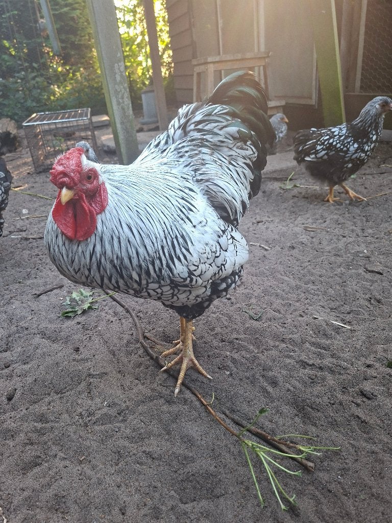 Haan wyandotte kriel, Dieren en Toebehoren, Pluimvee, Mannelijk, Kip