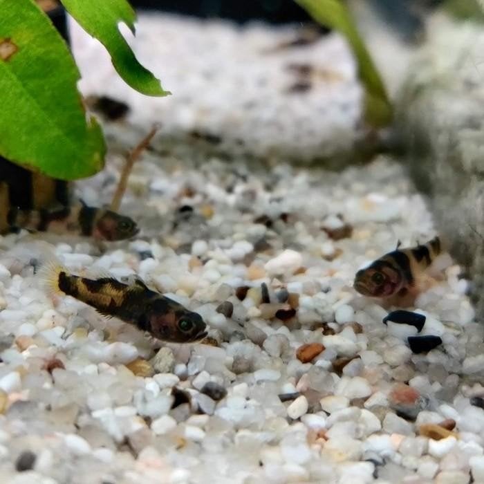 brachygobius species, Dieren en Toebehoren, Vis
