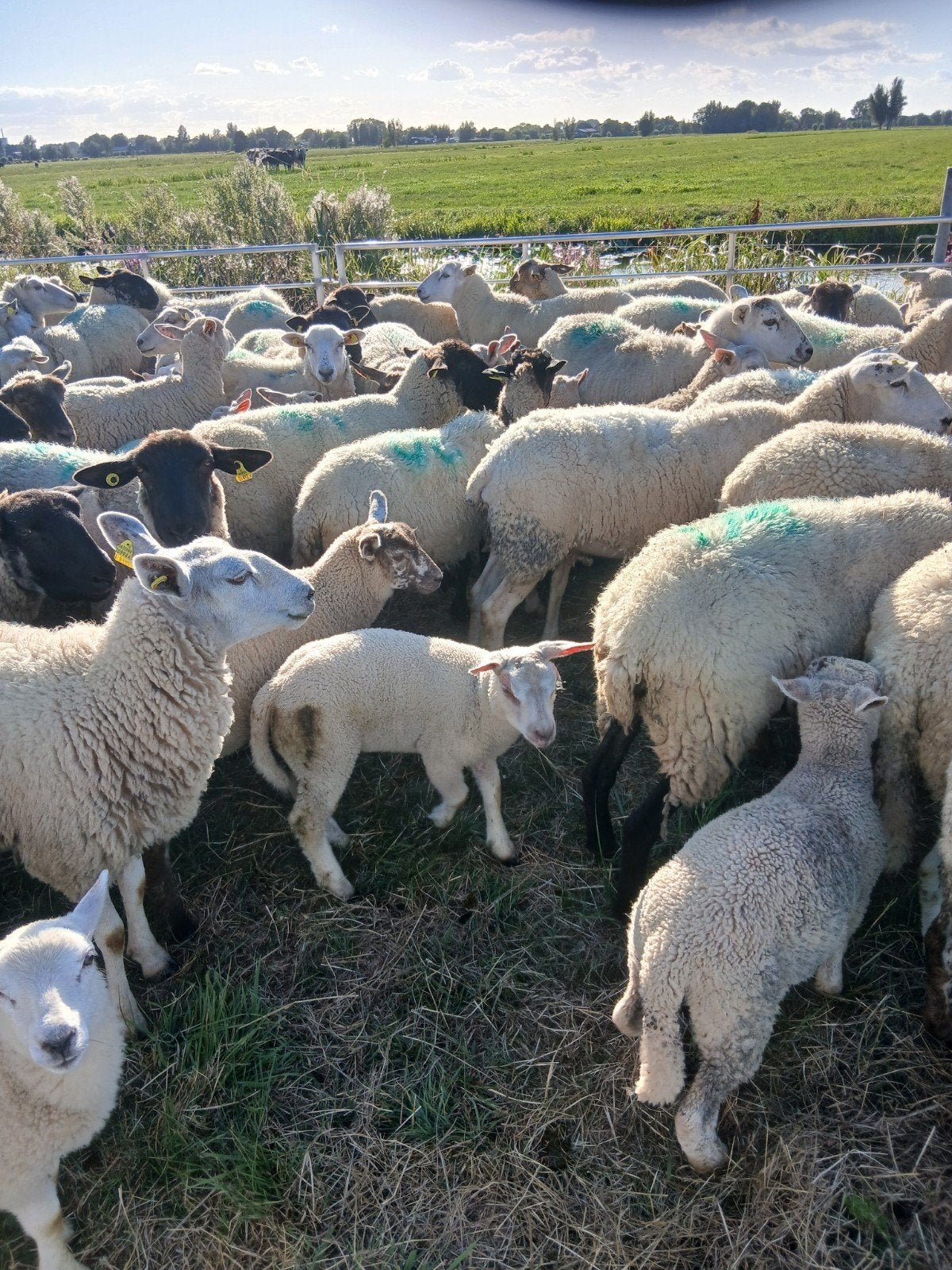 Schapen met lammeren, Meerdere dieren, Schaap