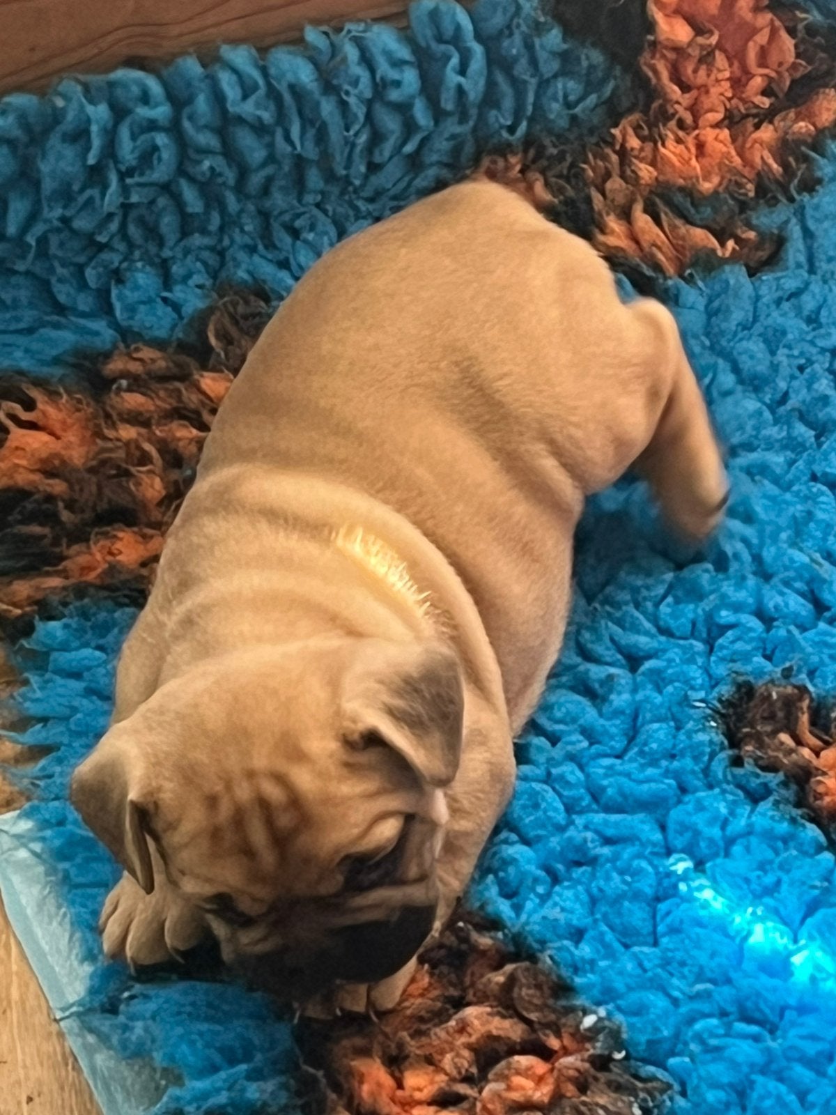 De aller knapste Franse Bulldog pups, Dieren en Toebehoren, Parvo, 8 tot 15 weken, Bulldog, Meerdere