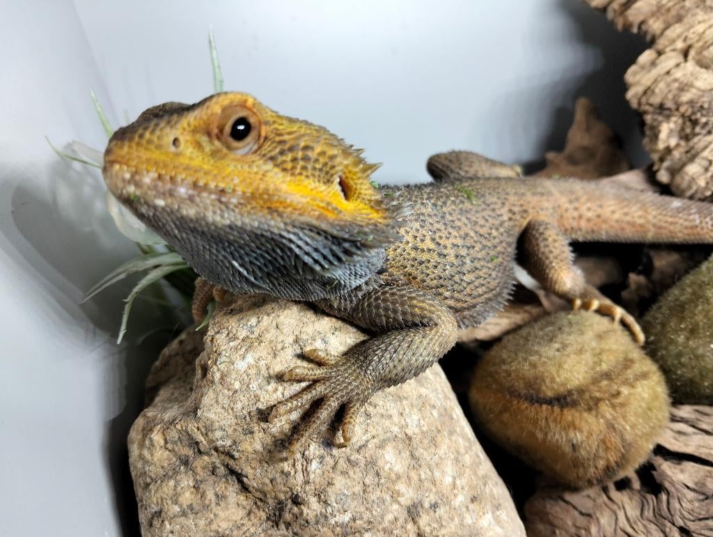 Baardagaam colour morph translucent, Dieren en Toebehoren, Hagedis, Met terrarium, 0 tot 2 jaar