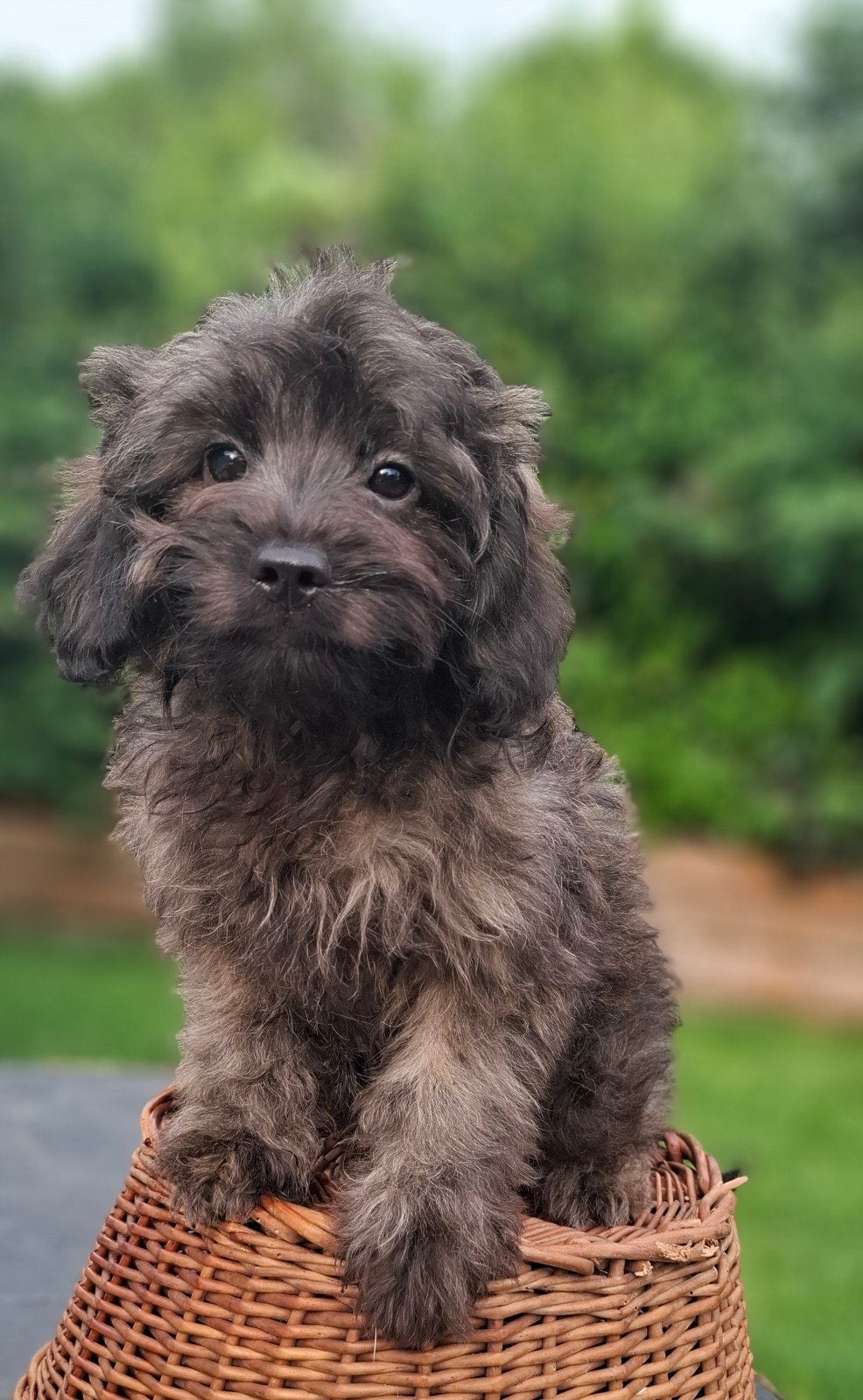 Super leuke, klein blijvende doodle pupjes (pomapoo), Dieren en Toebehoren, Parvo, Overige rassen, 8 tot 15 weken, Meerdere