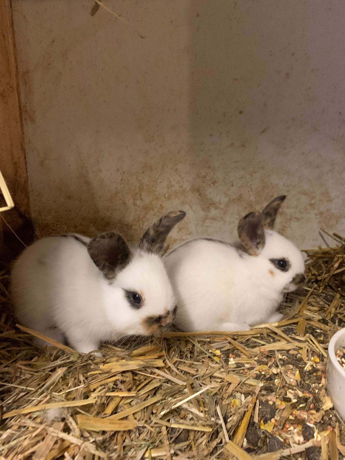 2 Super schattige baby Rijnlander konijntjes!, Dieren en Toebehoren, Konijnen, Meerdere dieren, Klein, 0 tot 2 jaar