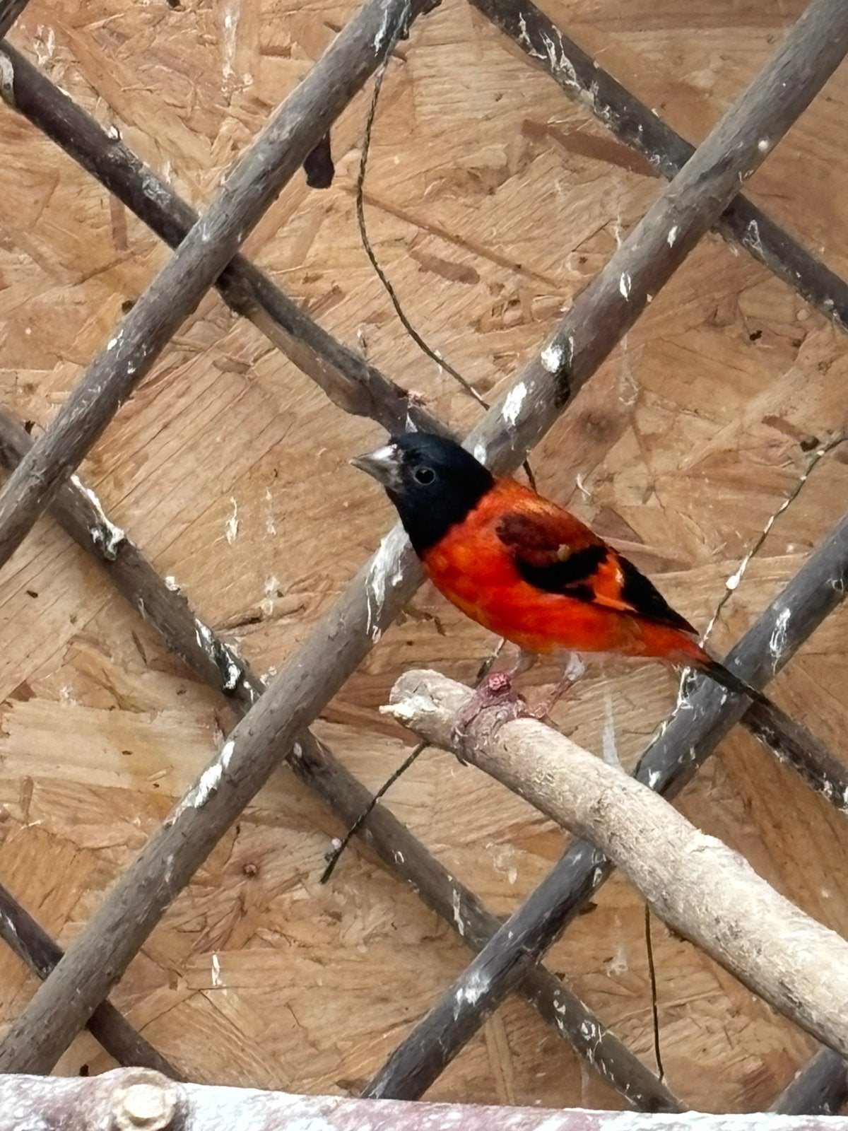 Koppel kapoetse sijzen, Dieren en Toebehoren, Vogels | Overige Vogels, Meerdere dieren, Geringd