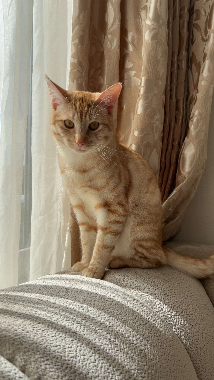 Kat 1 jaar, Dieren en Toebehoren, Katten en Kittens | Raskatten | Korthaar, Kater, Met stamboom, 0 tot 2 jaar