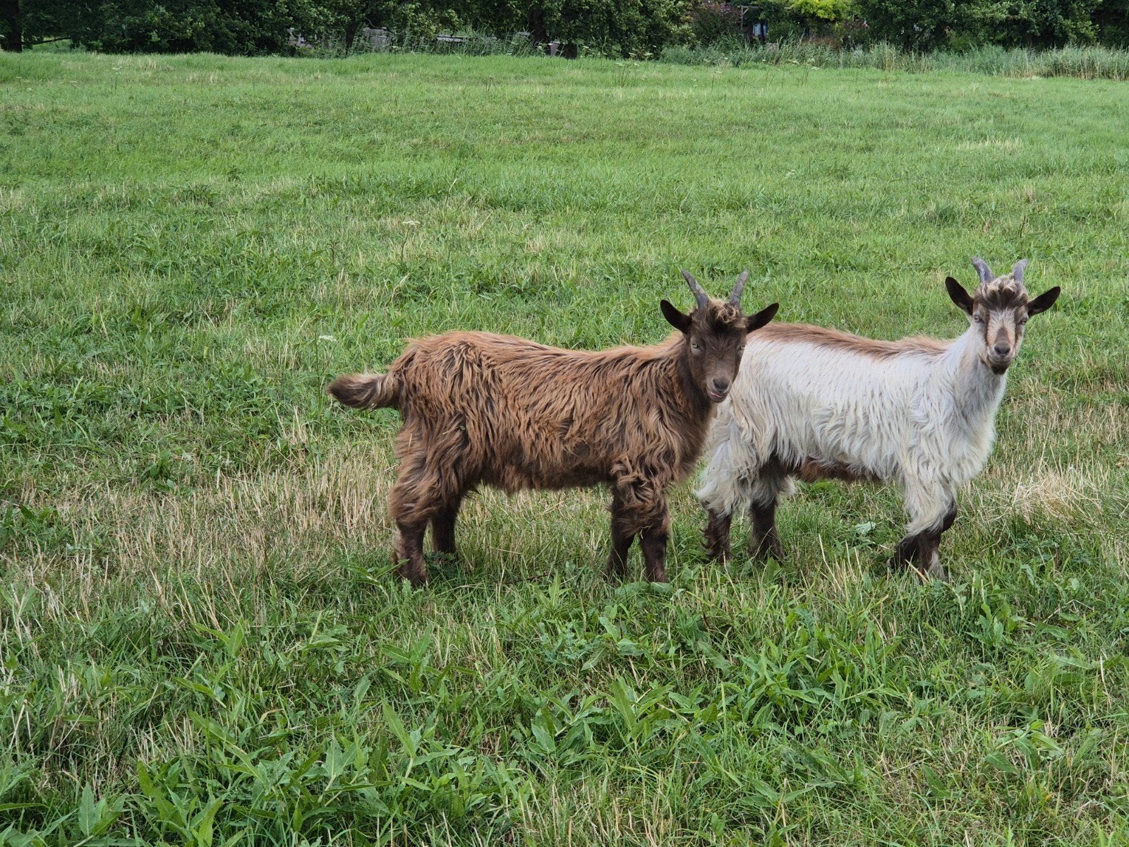landgeit bokken, Dieren en Toebehoren, Mannelijk, Schaap