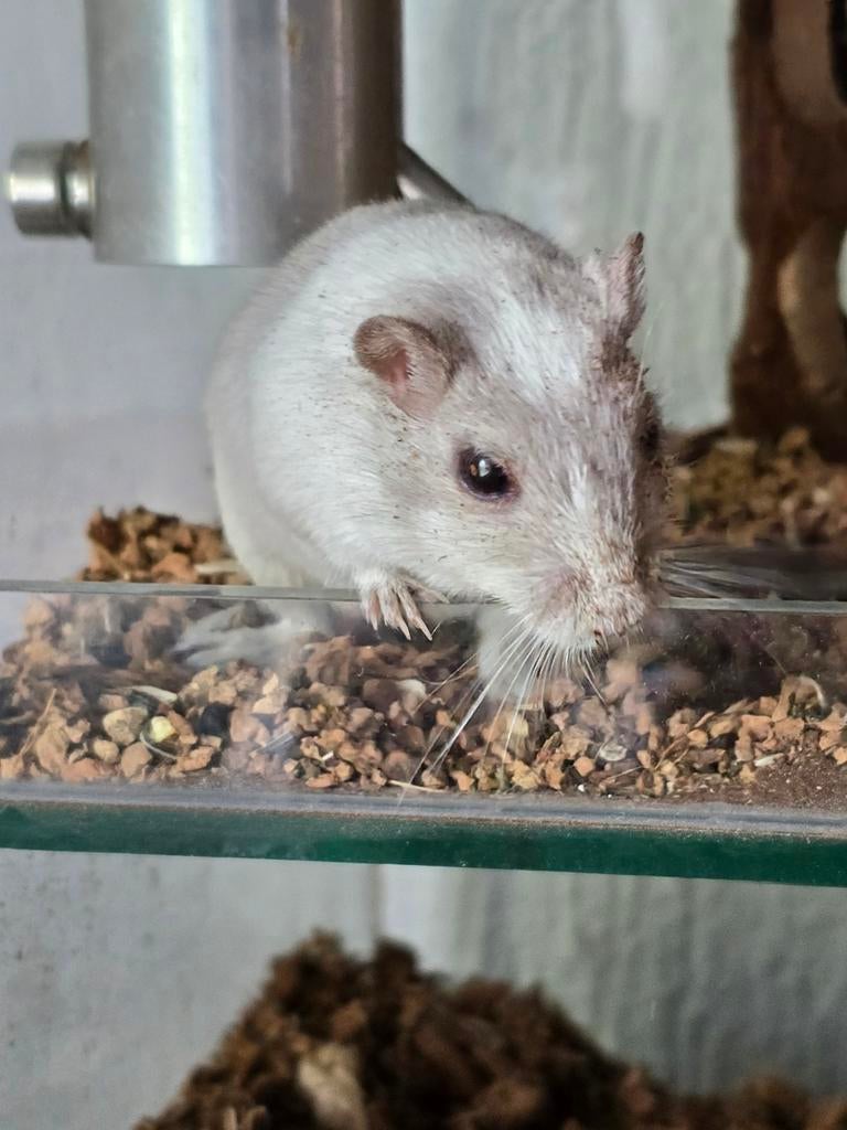 ZGAN Gerbil Terrarium incl Gerbils en toebehoren, Dieren en Toebehoren, Ophalen, Kooi, 110 cm of meer, 60 tot 90 cm
