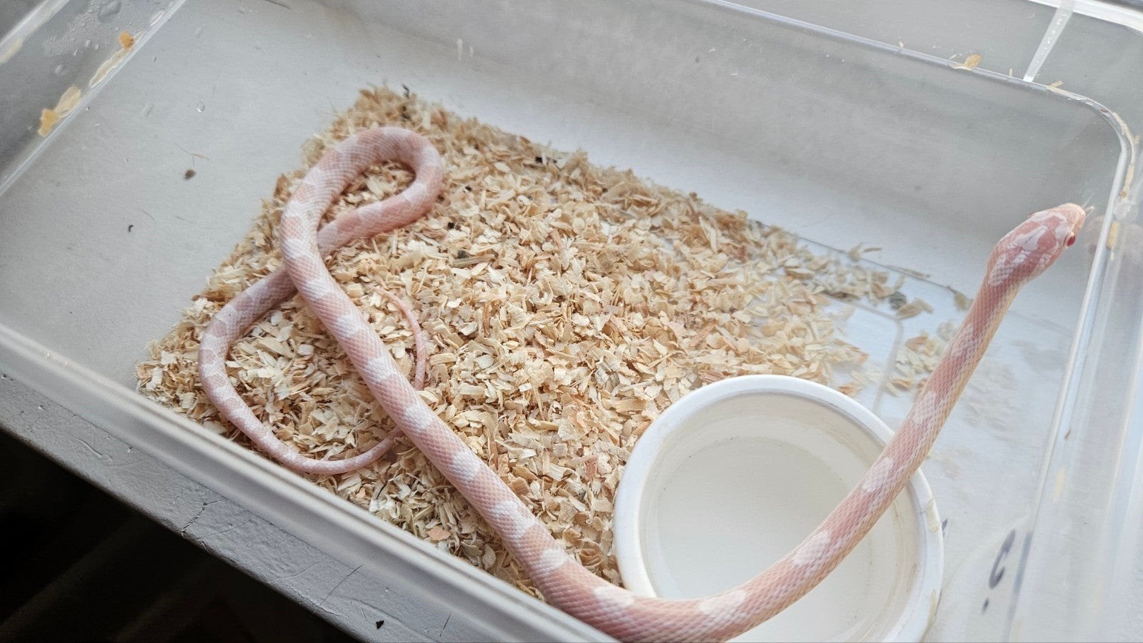 1.0 pantherophis guttatus opal snow?