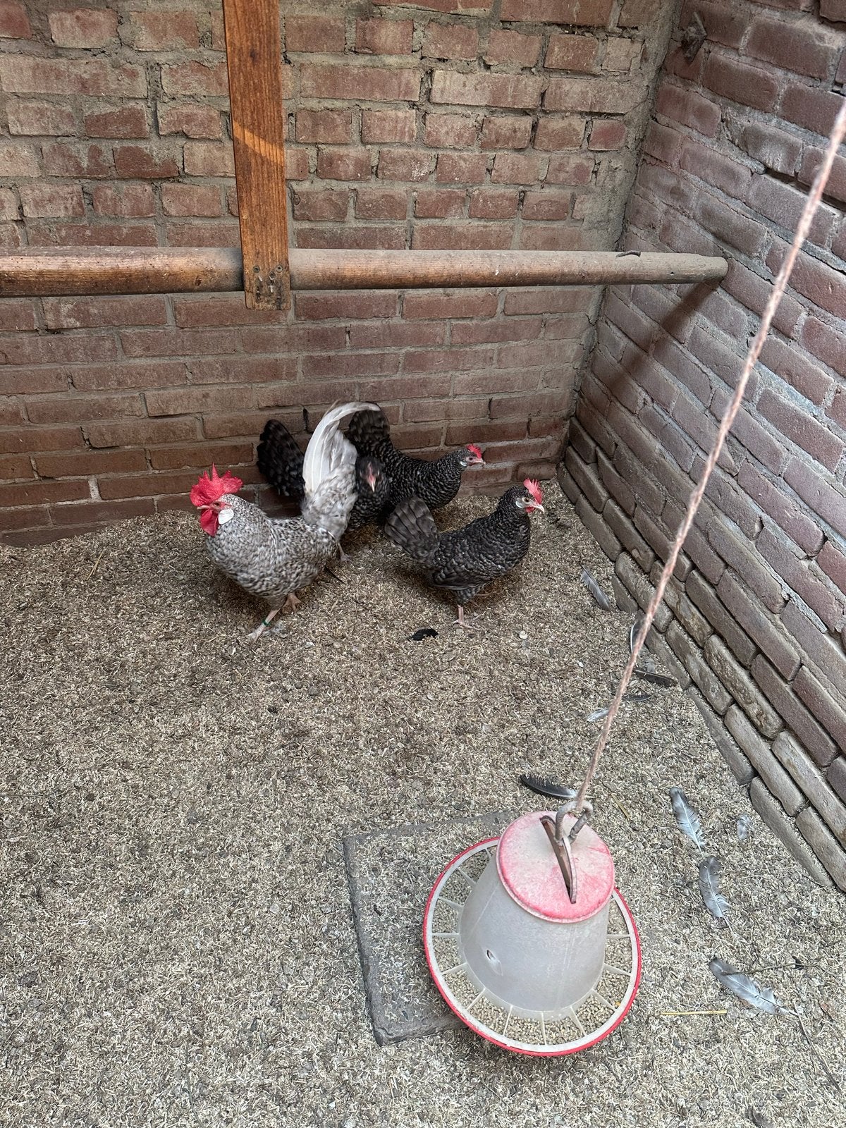 Friese krielen, Dieren en Toebehoren, Meerdere dieren, Kip