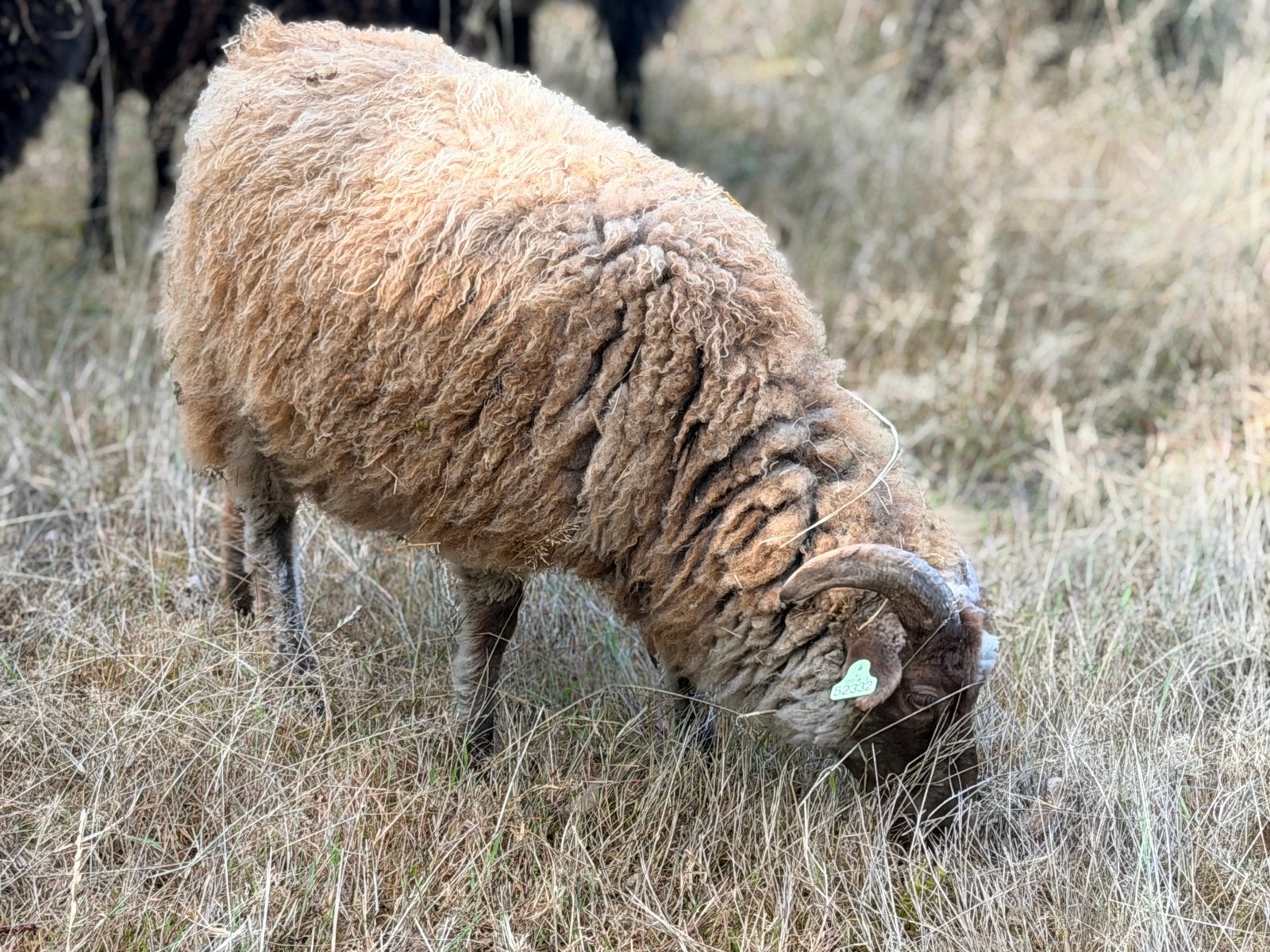 1 bruine/ mocca Skudde ram lam te koop, Dieren en Toebehoren, Mannelijk, Schaap, 0 tot 2 jaar