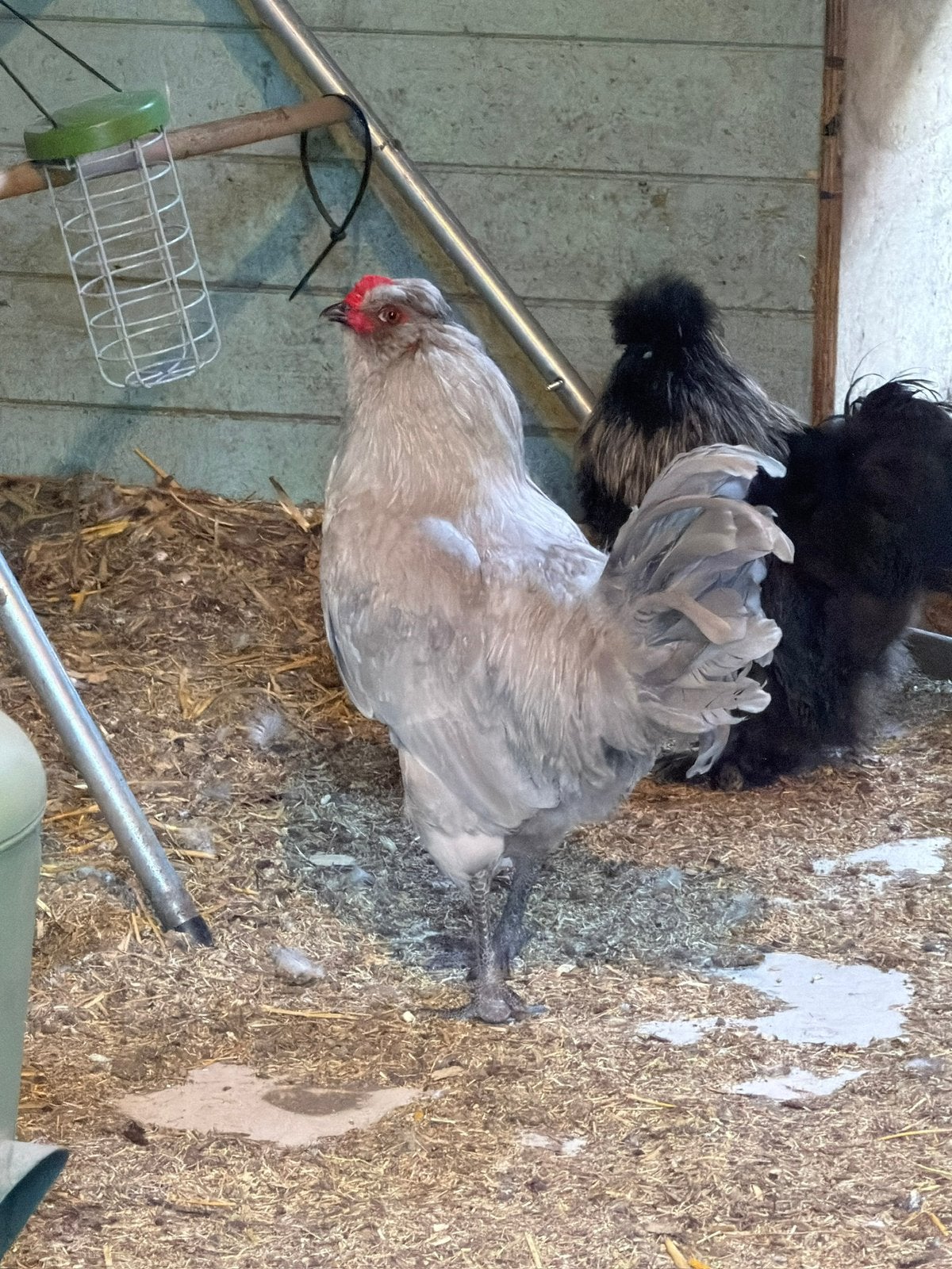 Mooie Araucana Haan, Mannelijk, Kip