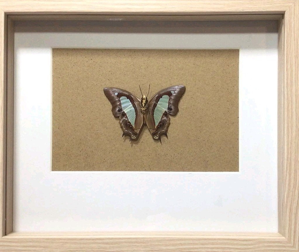vlinder in lijst, Verzamelen, Ophalen of Verzenden, Nieuw, Insect, Opgezet dier