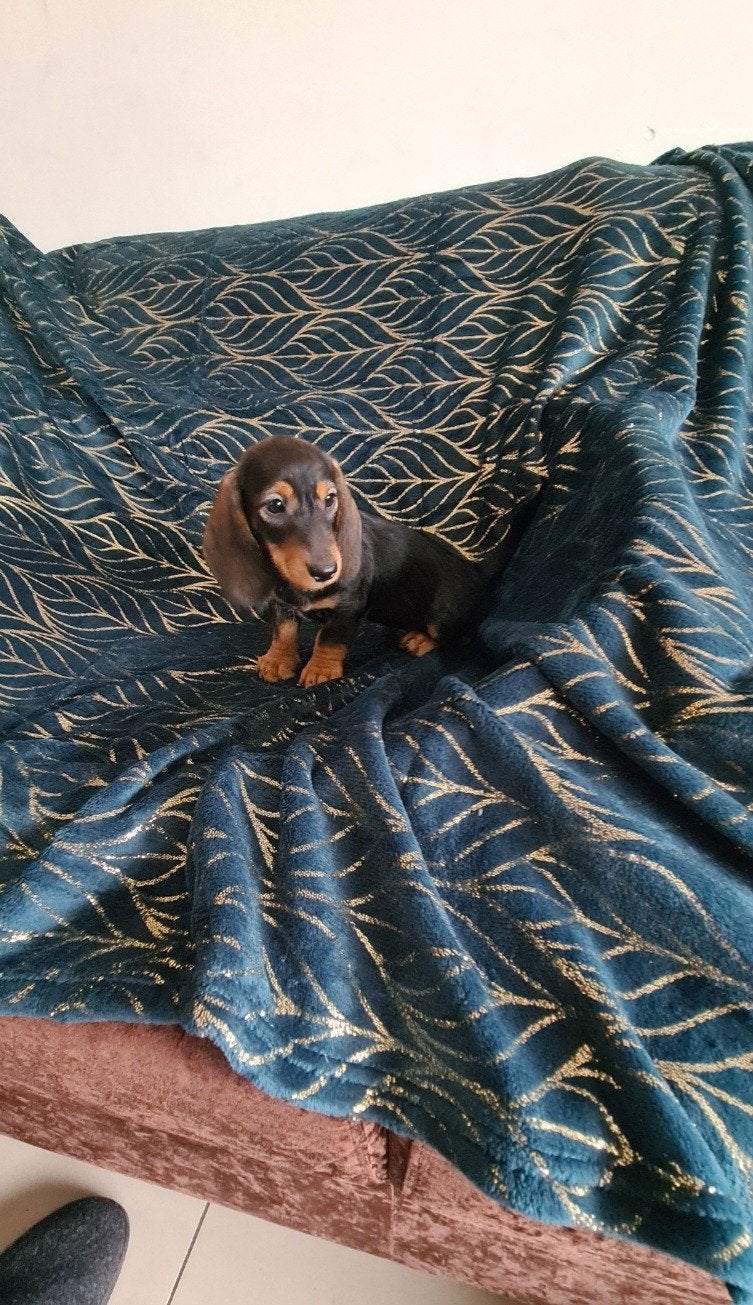 dwergteckel pup, reutje., Parvo, 8 tot 15 weken, Meerdere, Nederland