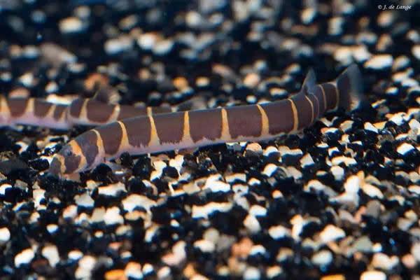 Pangio Semicinctus - Gestreepte Modderkruiper, Dieren en Toebehoren, Vissen | Aquariumvissen, Vis, Zoetwatervis