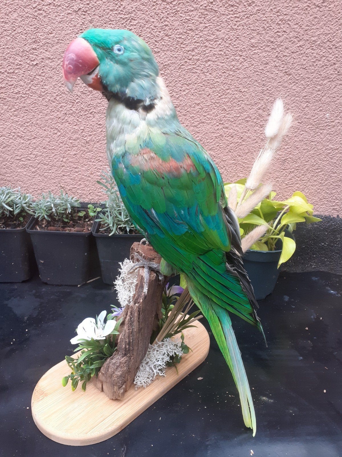 Opgezette Alexanderparkiet,Blauwgroen Verenkleed, taxidermie, Verzamelen, Ophalen of Verzenden, Nieuw, Vogel, Opgezet dier
