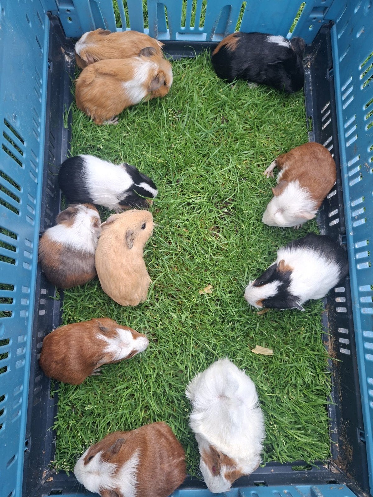 cavia's, Dieren en Toebehoren, Cavia, Augustus, Meerdere dieren, Tam