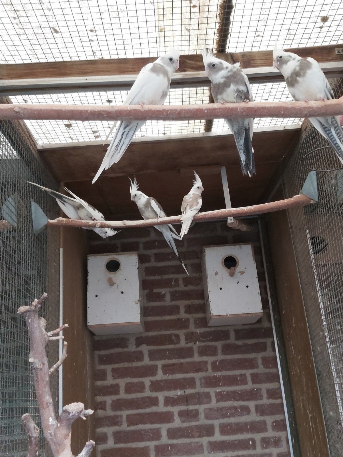 Bonte witkoppen, Mannelijk, Parkiet