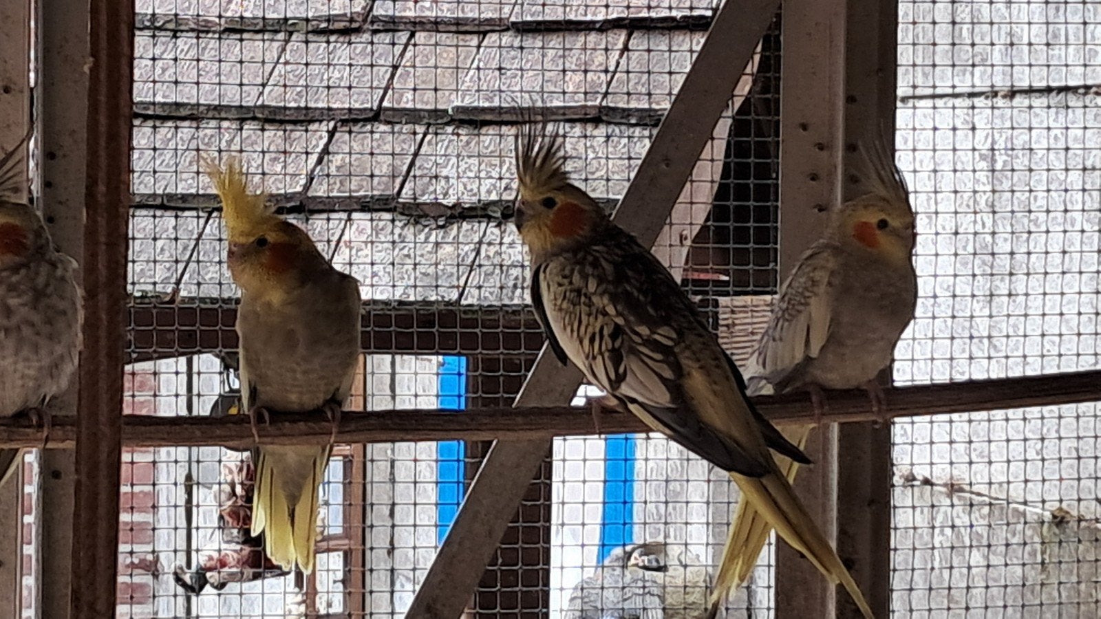 JONGE VALKPARKIETEN, Meerdere dieren, Parkiet