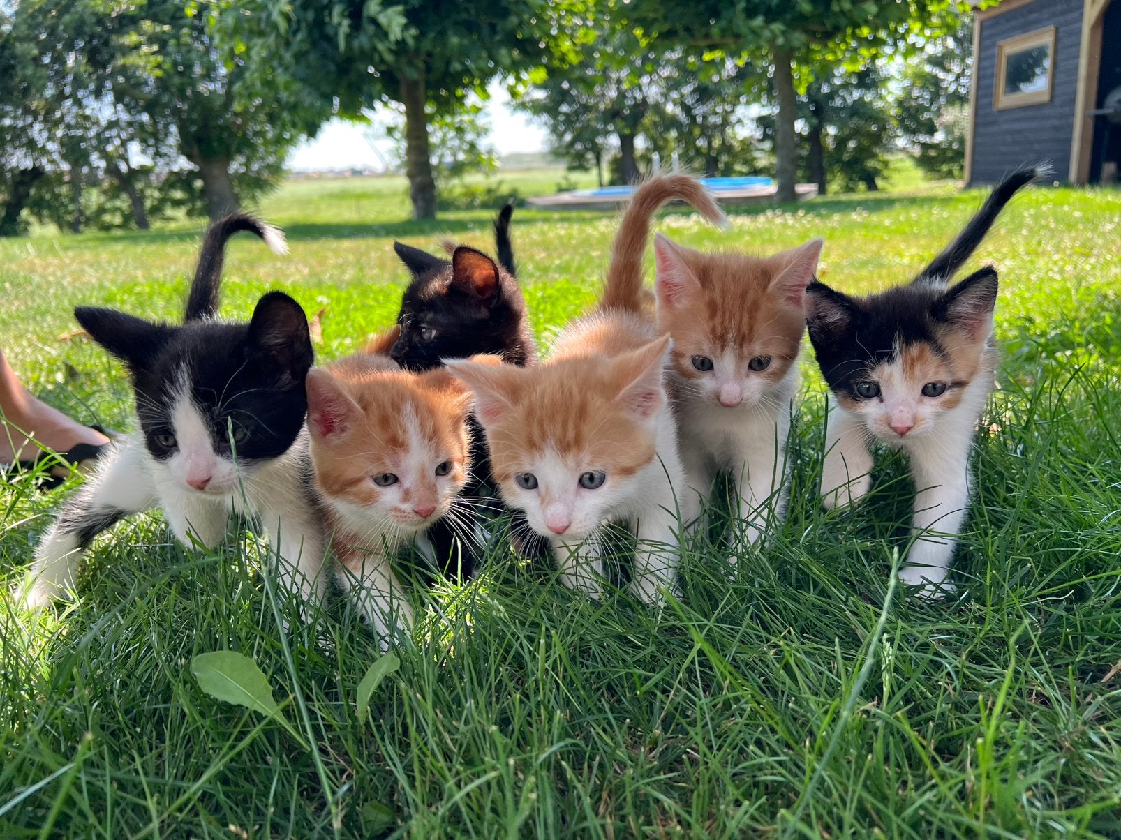 Boerderij kittens, Meerdere dieren