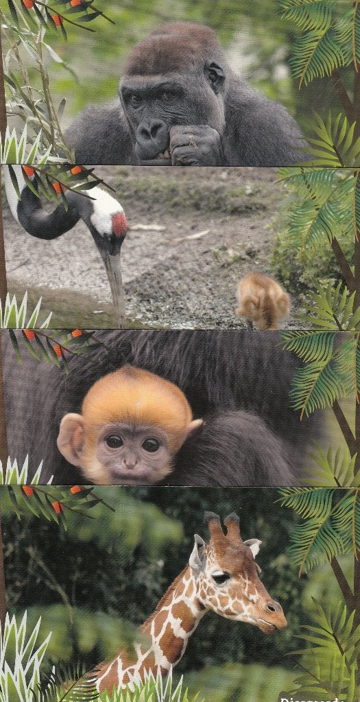 Particuliere briefkaarten Blijdorp 2007 complete set van 12, Postzegels en Munten, Ophalen of Verzenden, Briefkaart