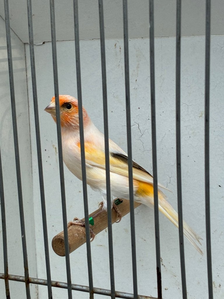 Harlekijn kanarie man, Dieren en Toebehoren, Mannelijk, Postuurkanarie