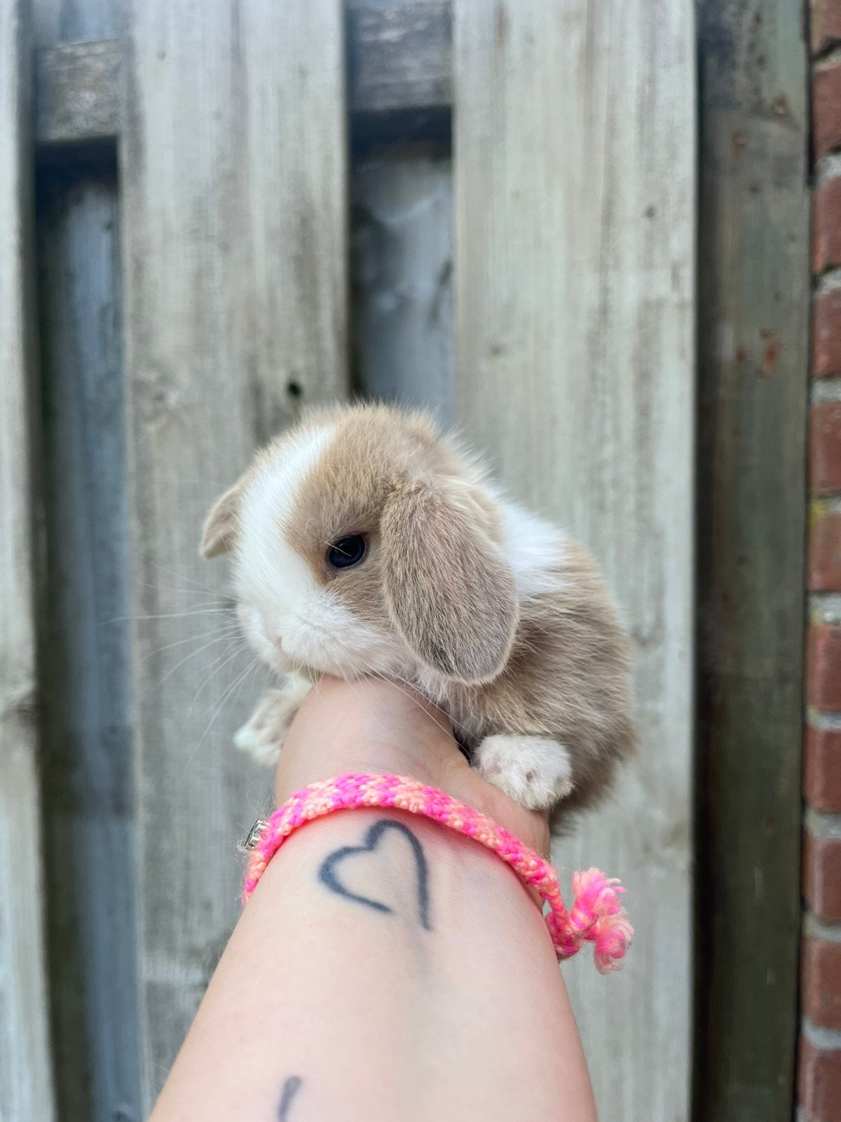Super knap lilac tort Minilop rammetje🩵, Dieren en Toebehoren, Konijnen, Mannelijk, Dwerg, 0 tot 2 jaar