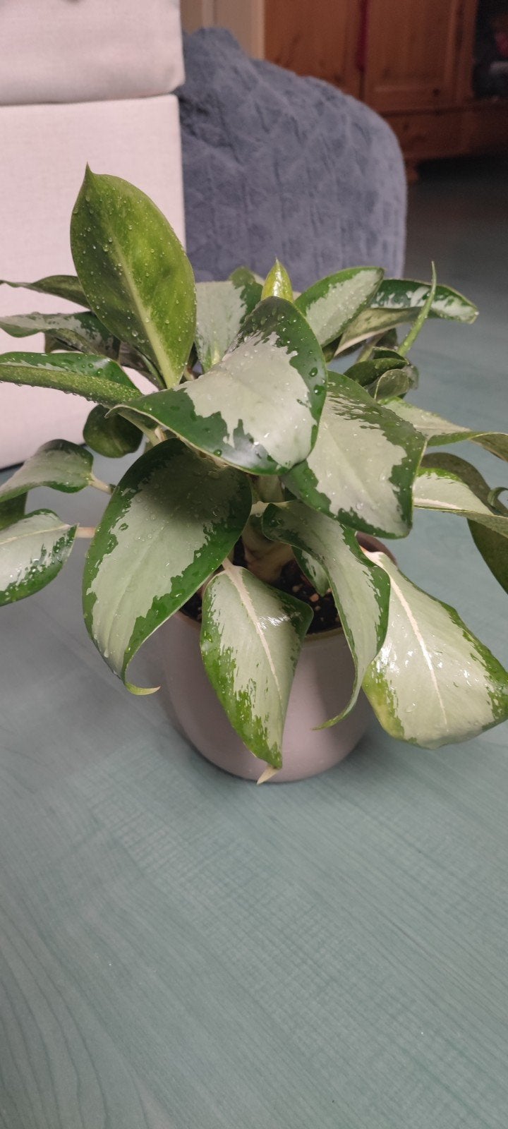 Aglaonema 'Silver Bay', Ophalen, Halfschaduw, Minder dan 100 cm