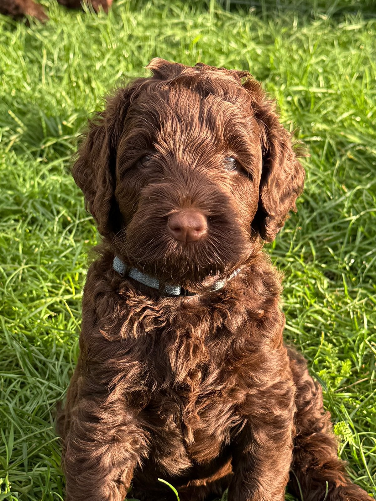 Multigen, medium chocolade bruine labradoodle pups, Fokker | Hobbymatig, Overige rassen, CDV (hondenziekte), 8 tot 15 weken