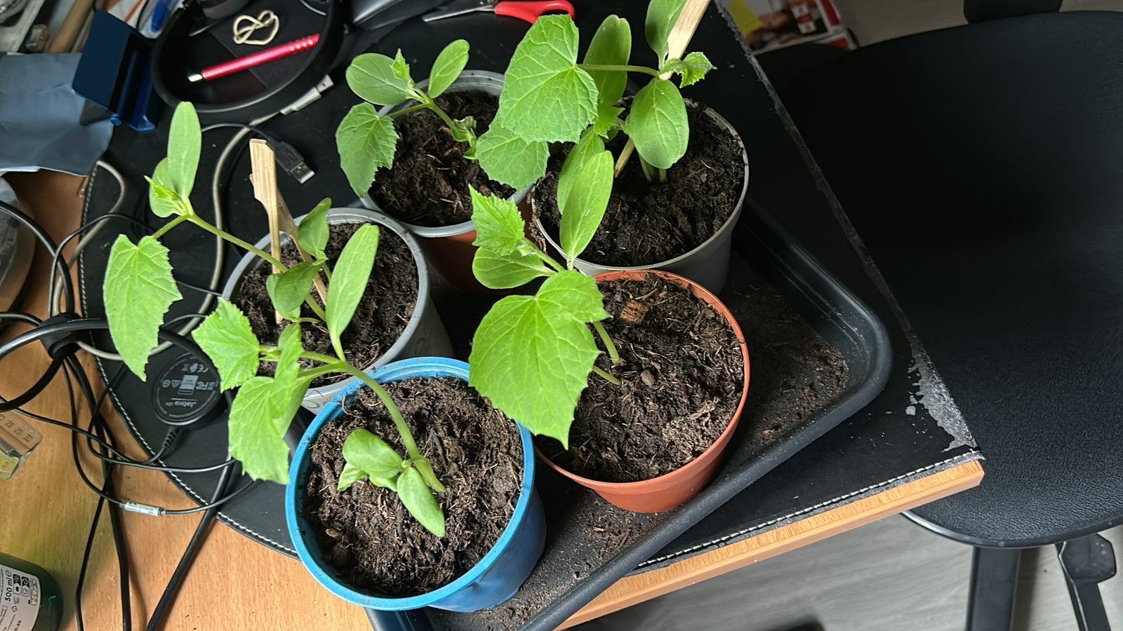 Sopropo plantjes te koop, Tuin en Terras, Planten | Tuinplanten, Ophalen, Eenjarig, Groenteplanten, Volle zon