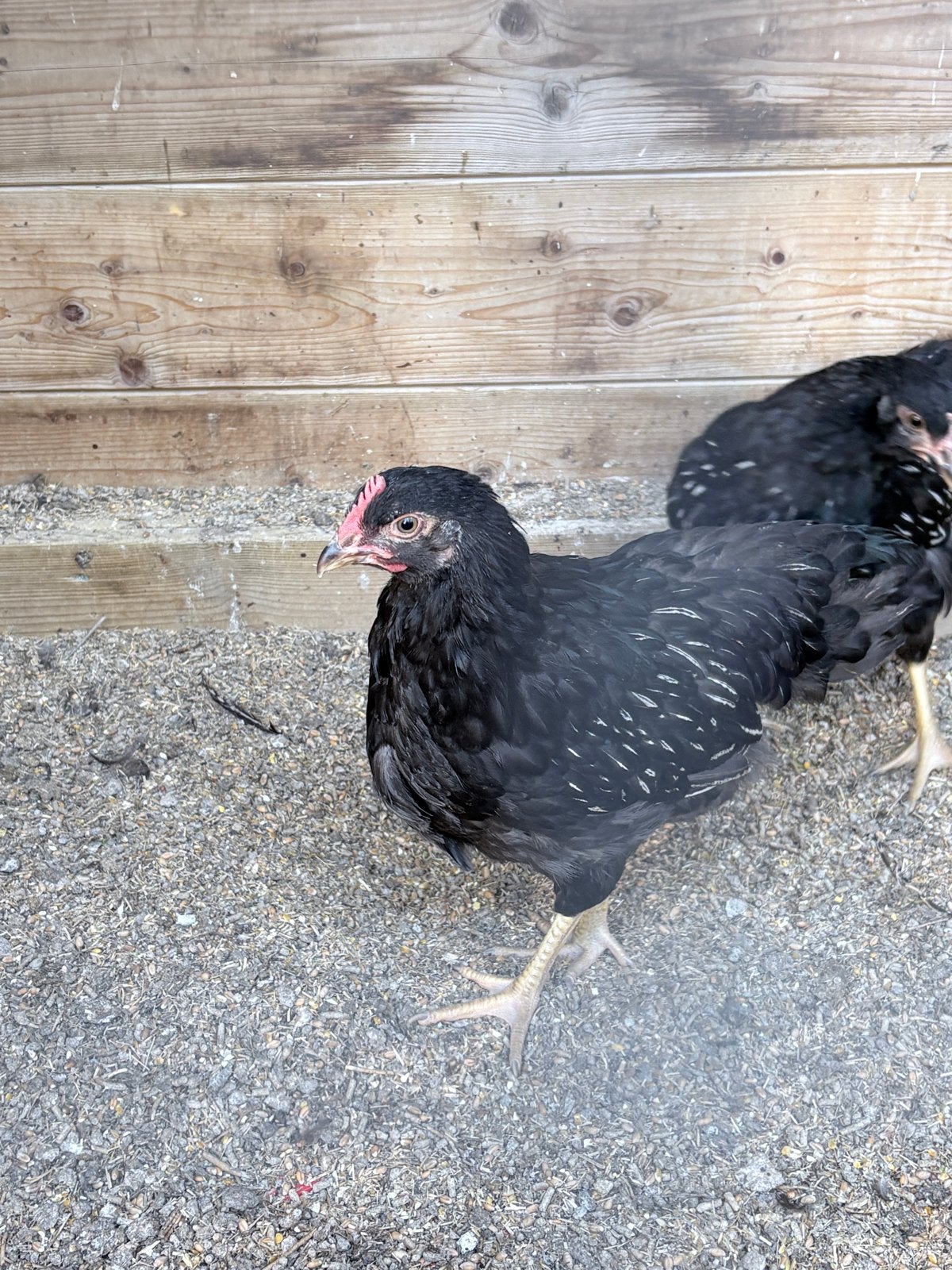 Zilver dubbelgezoomde Barnevelder haan, Dieren en Toebehoren, Pluimvee, Mannelijk, Kip