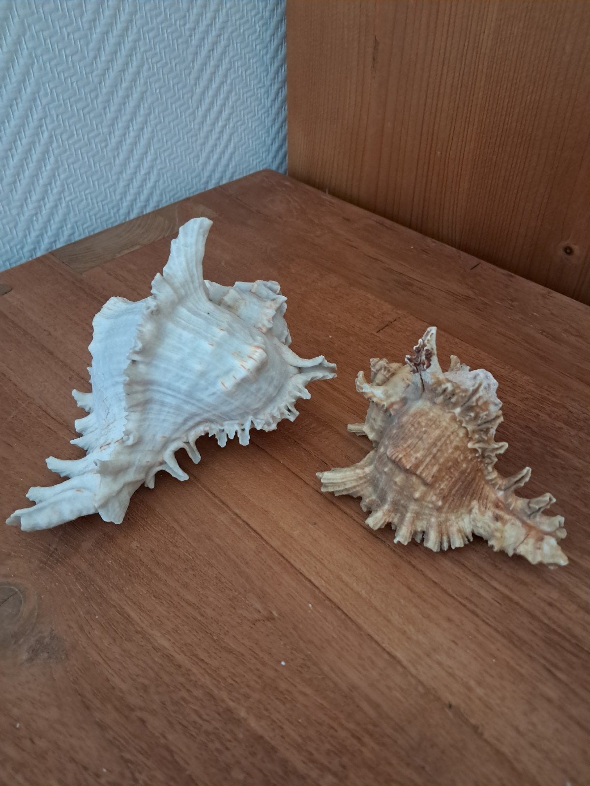 2 schelpen, Murex, Ophalen of Verzenden, Schelp(en)