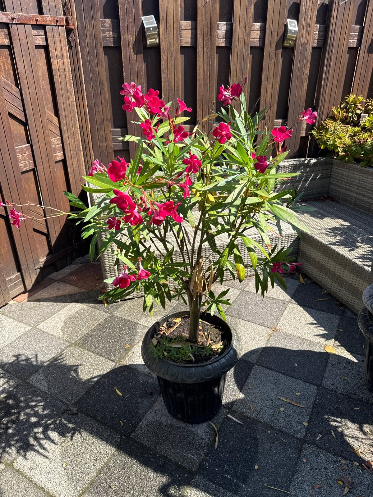 Prachtige Oleander - Mediterrane sfeer in uw tuin!, Tuin en Terras, Volle zon, Vaste plant, Zomer, Ophalen