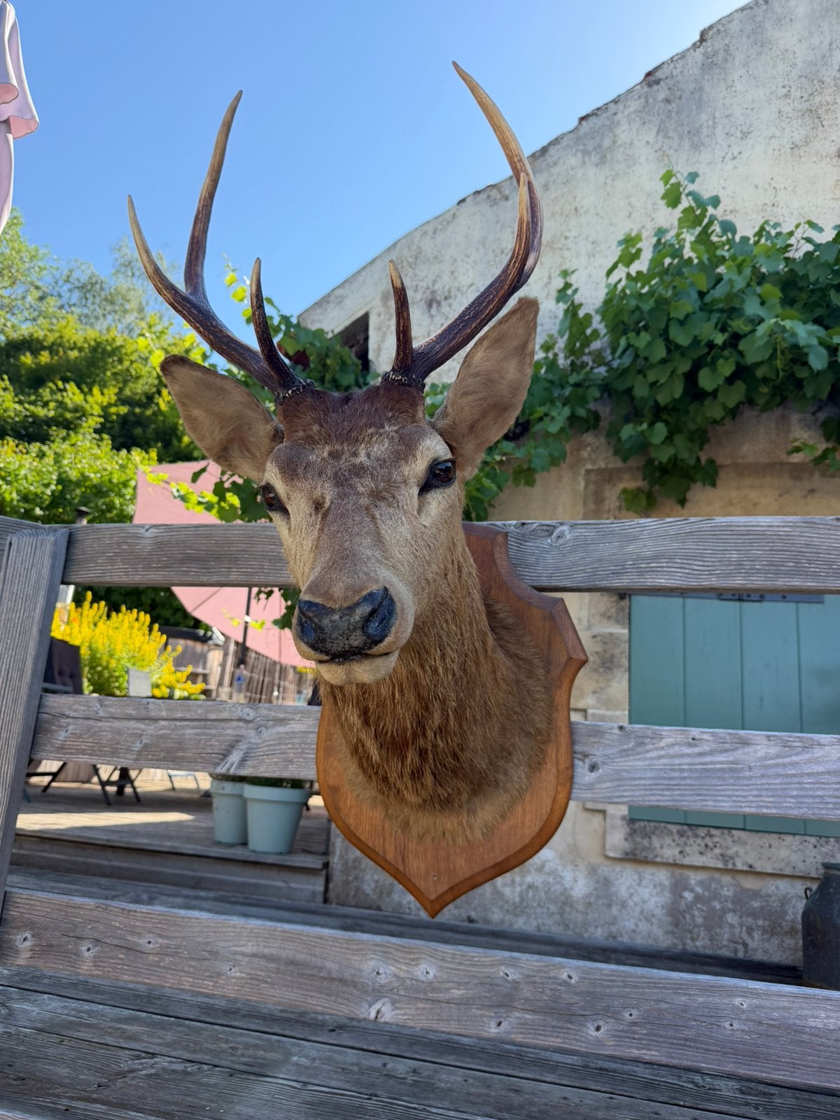Mooie opgezette kop van een edelhert taxidermie, Verzamelen, Dierenverzamelingen, Ophalen, Gebruikt, Wild dier, Opgezet dier