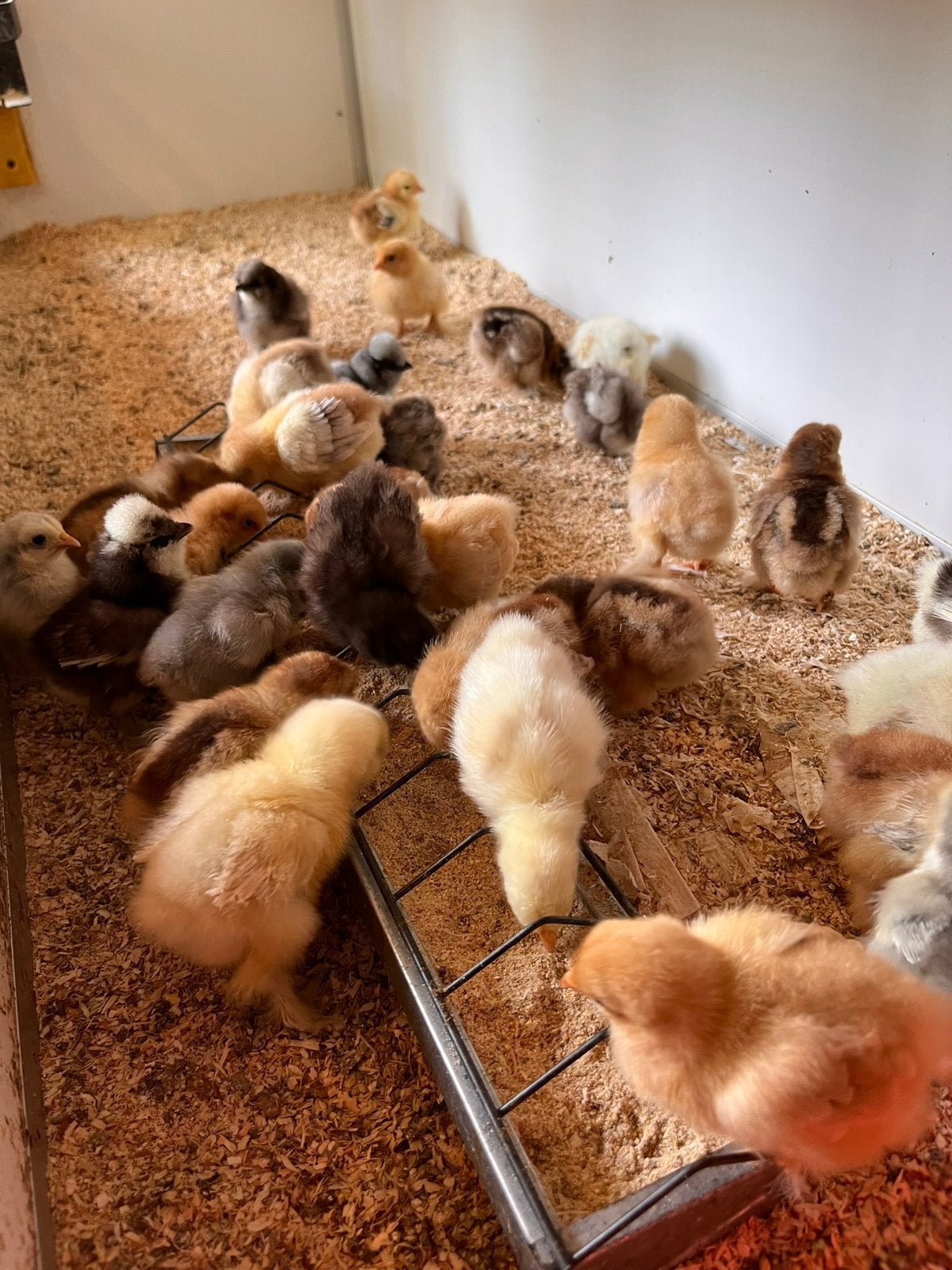 Cochin -en usazijdehoen kuikens. Cloaca gesekst en ingeent., Dieren en Toebehoren, Vrouwelijk, Kip