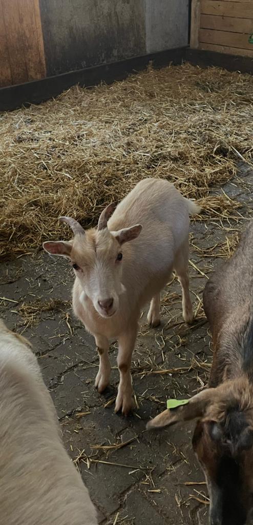 Dwerg geit geit dwerg, Dieren en Toebehoren, Schapen, Geiten en Varkens, Vrouwelijk, Geit, 0 tot 2 jaar