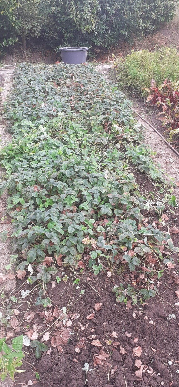 aardbeien, Ophalen, Overige soorten, Minder dan 100 cm