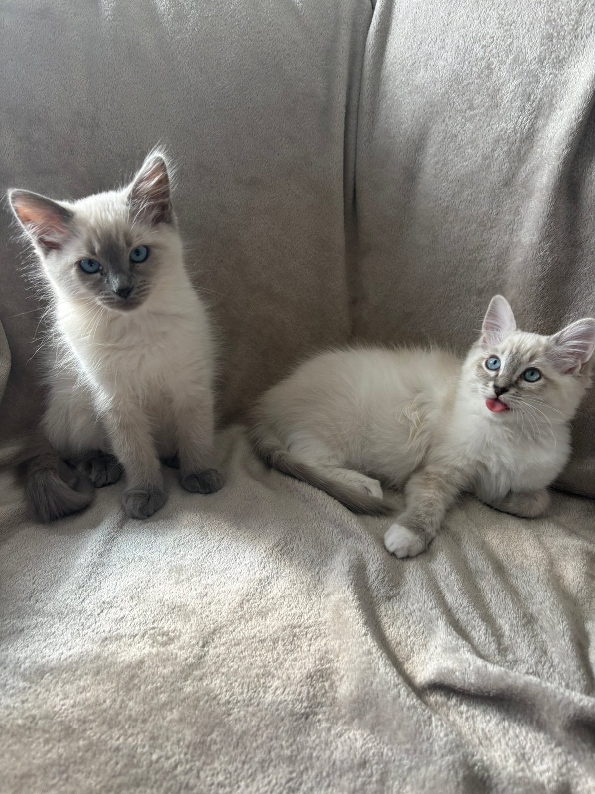 Ragdoll kittens, Meerdere dieren, Ontwormd