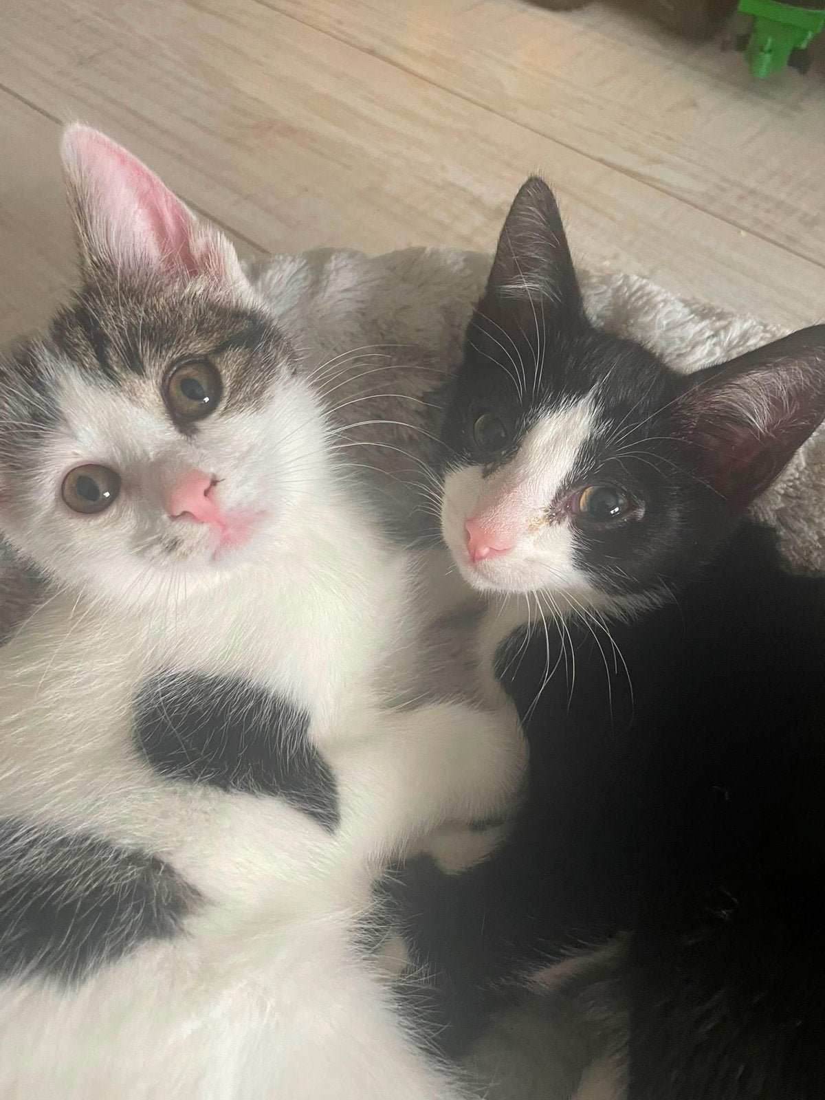 Super lieve kittens te koop!, Dieren en Toebehoren, Katten en Kittens | Overige Katten, Meerdere dieren