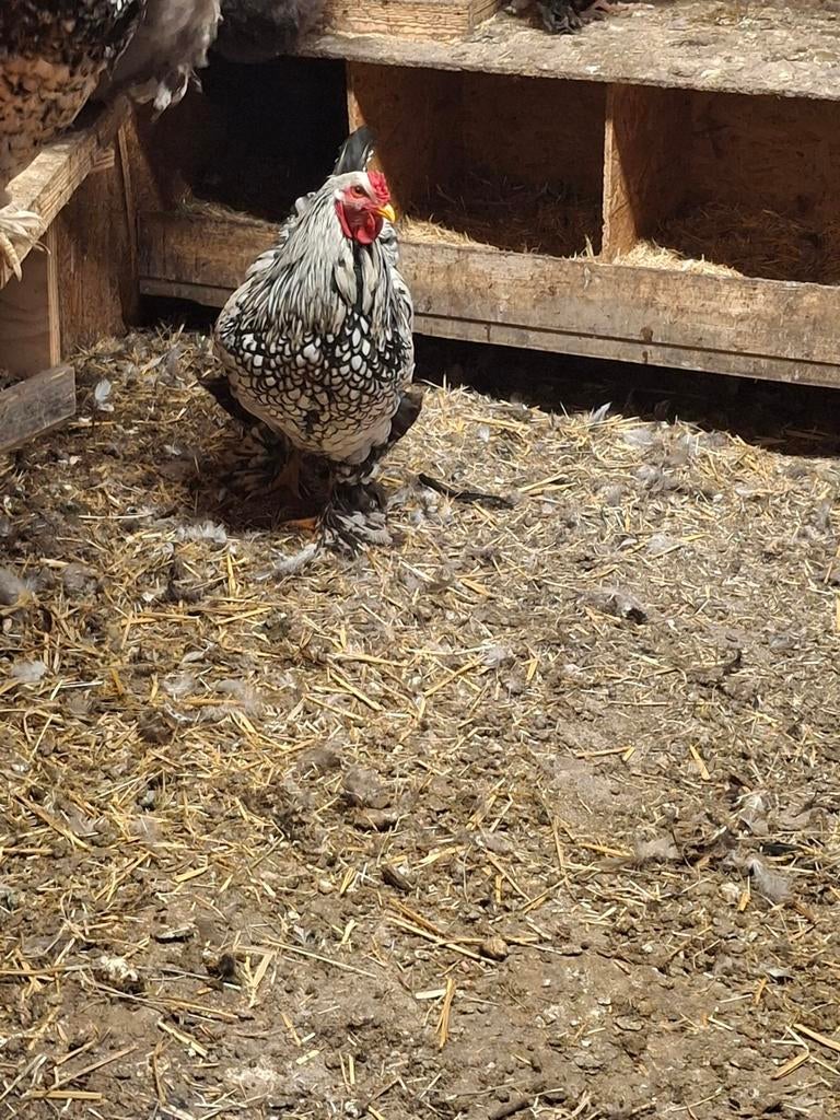 zwart zilver gezoomde brahma haan, Dieren en Toebehoren, Pluimvee, Mannelijk, Kip