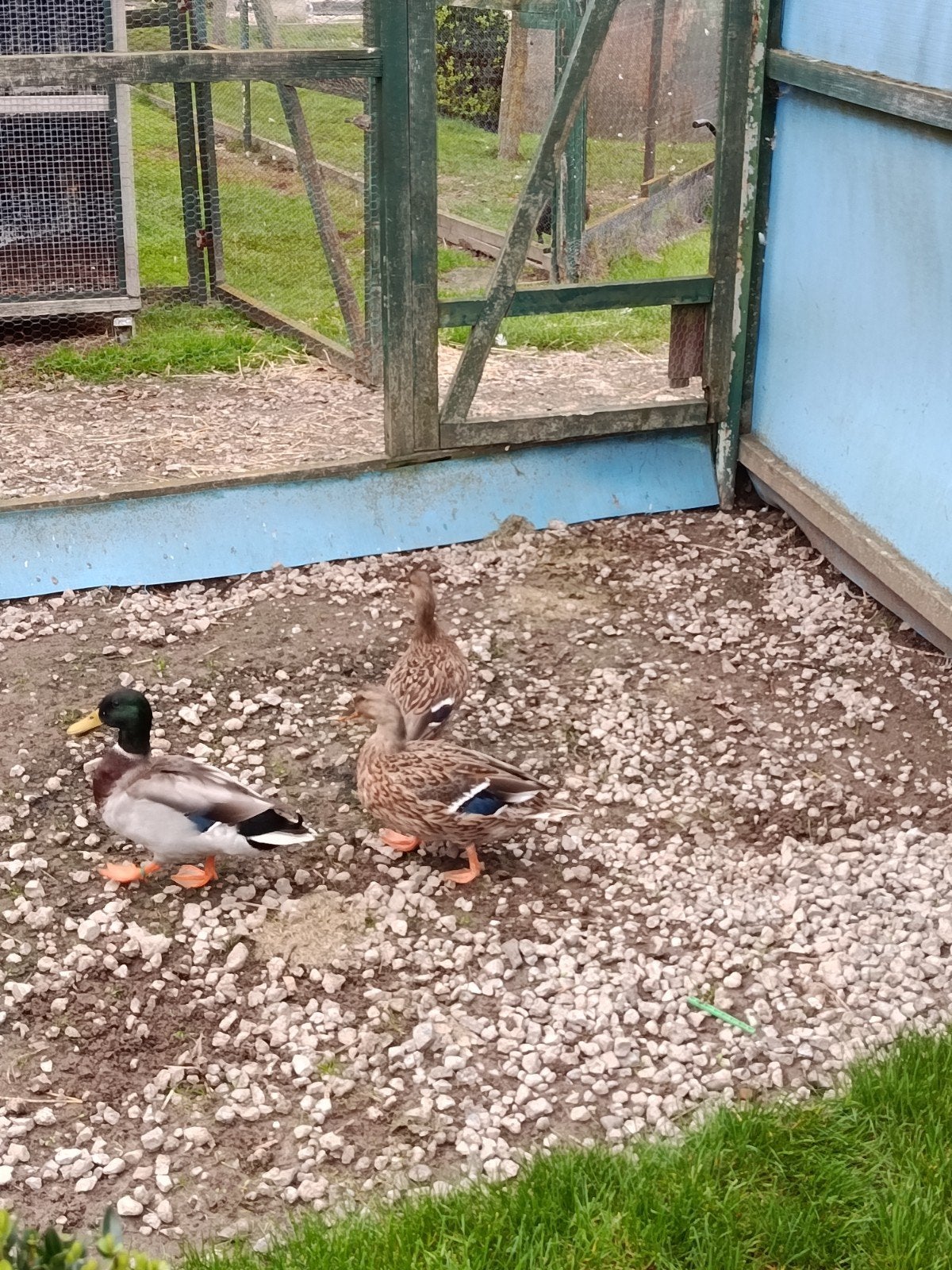 Ik geef drie wilde eenden weg, Dieren en Toebehoren, Meerdere dieren, Eend