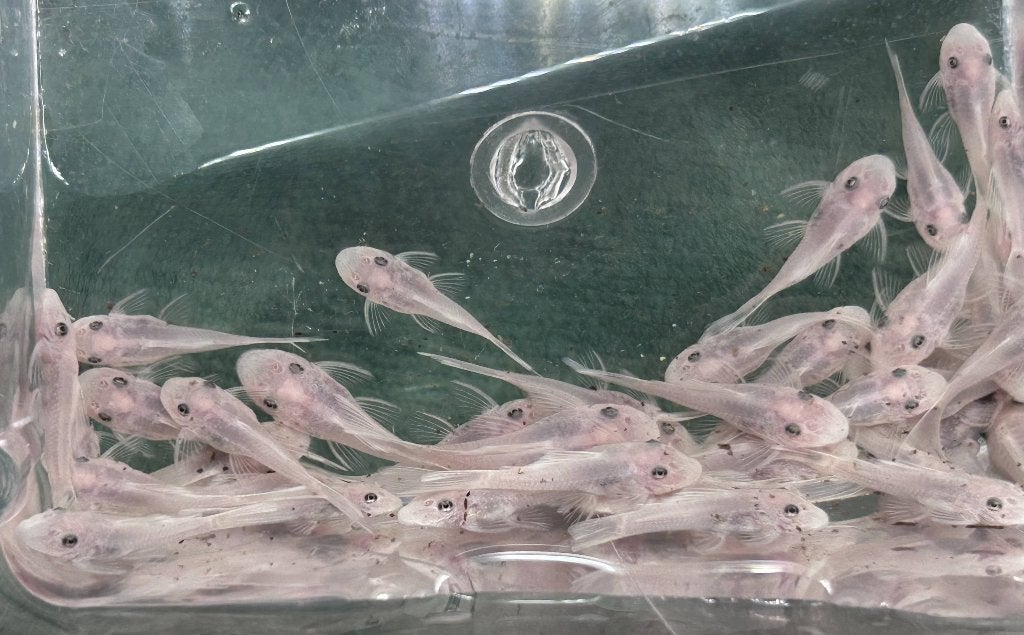 Ancistrus sp. L144 Snow White - Kort fin, Vis, Zoetwatervis