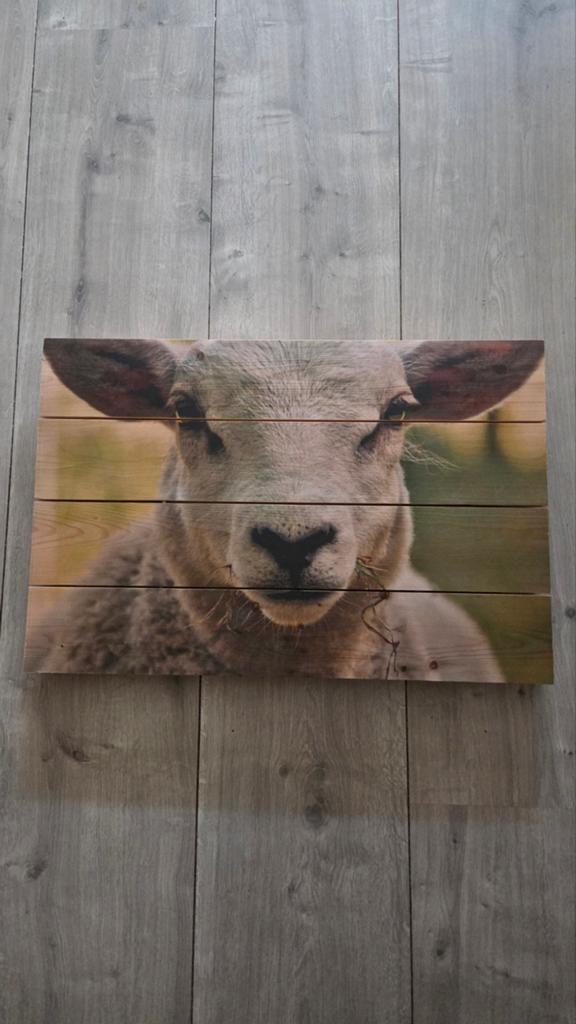 foto op hout - Schattig schaap 60x40 cm, Huis en Inrichting, Woonaccessoires | Schilderijen, Tekeningen en Foto's, Ophalen, Oorspronkelijke maker